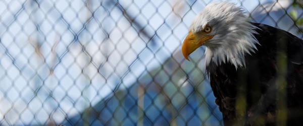 {USA} Alaska Wildlife Conservation Center on the Scenic Seward Highway