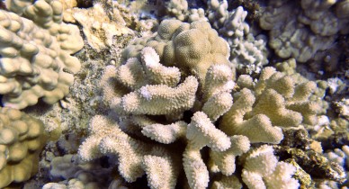 {Tips} Color Correcting Underwater Photos