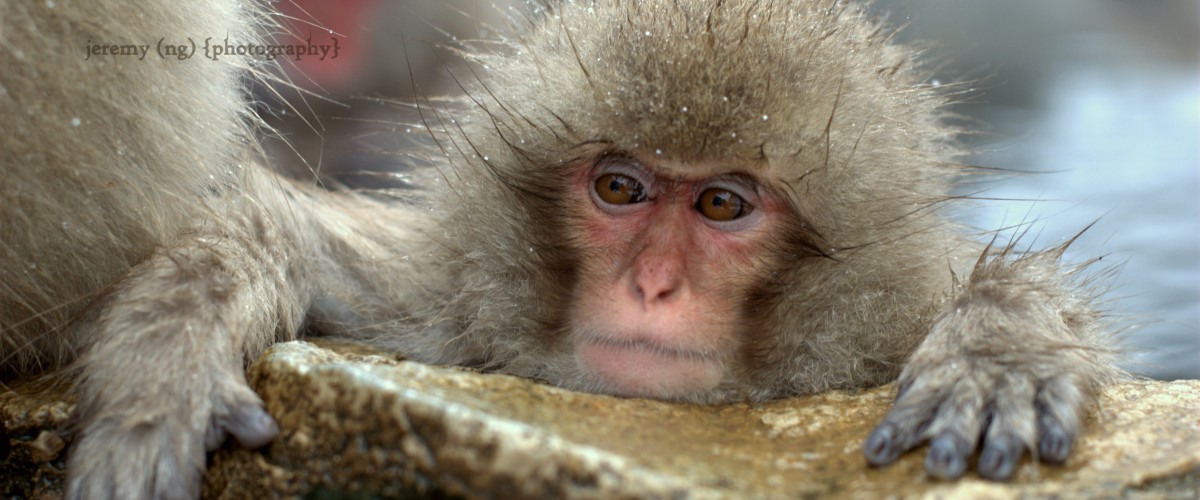 Jigokudani Monkey Park, Nagano