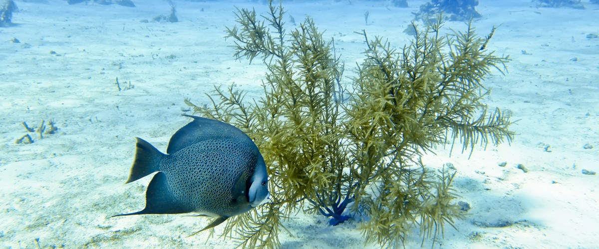 Scuba Diving in Cozumel, Mexico